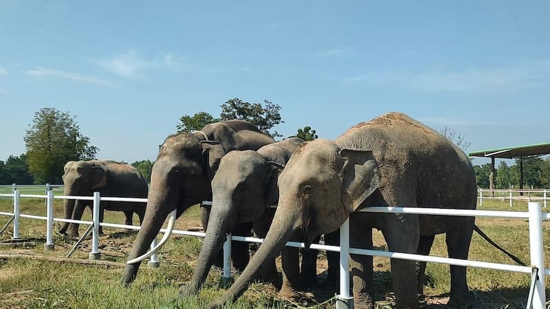 Elephants