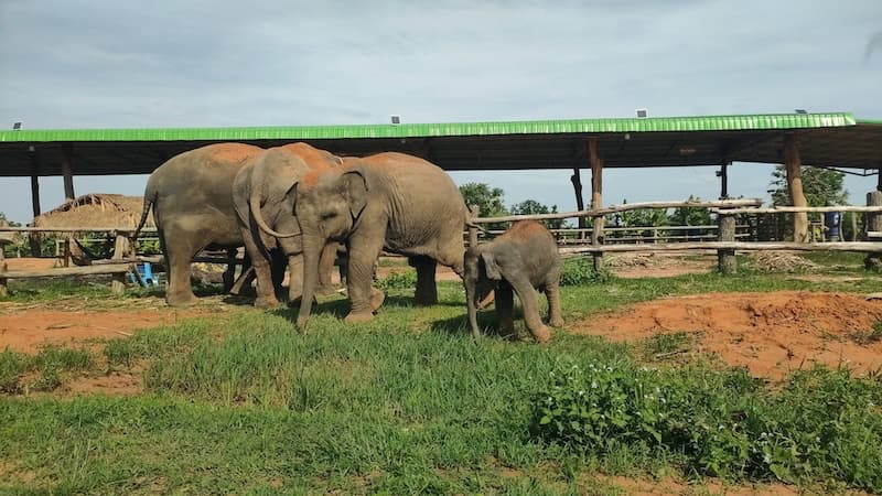 Elephants